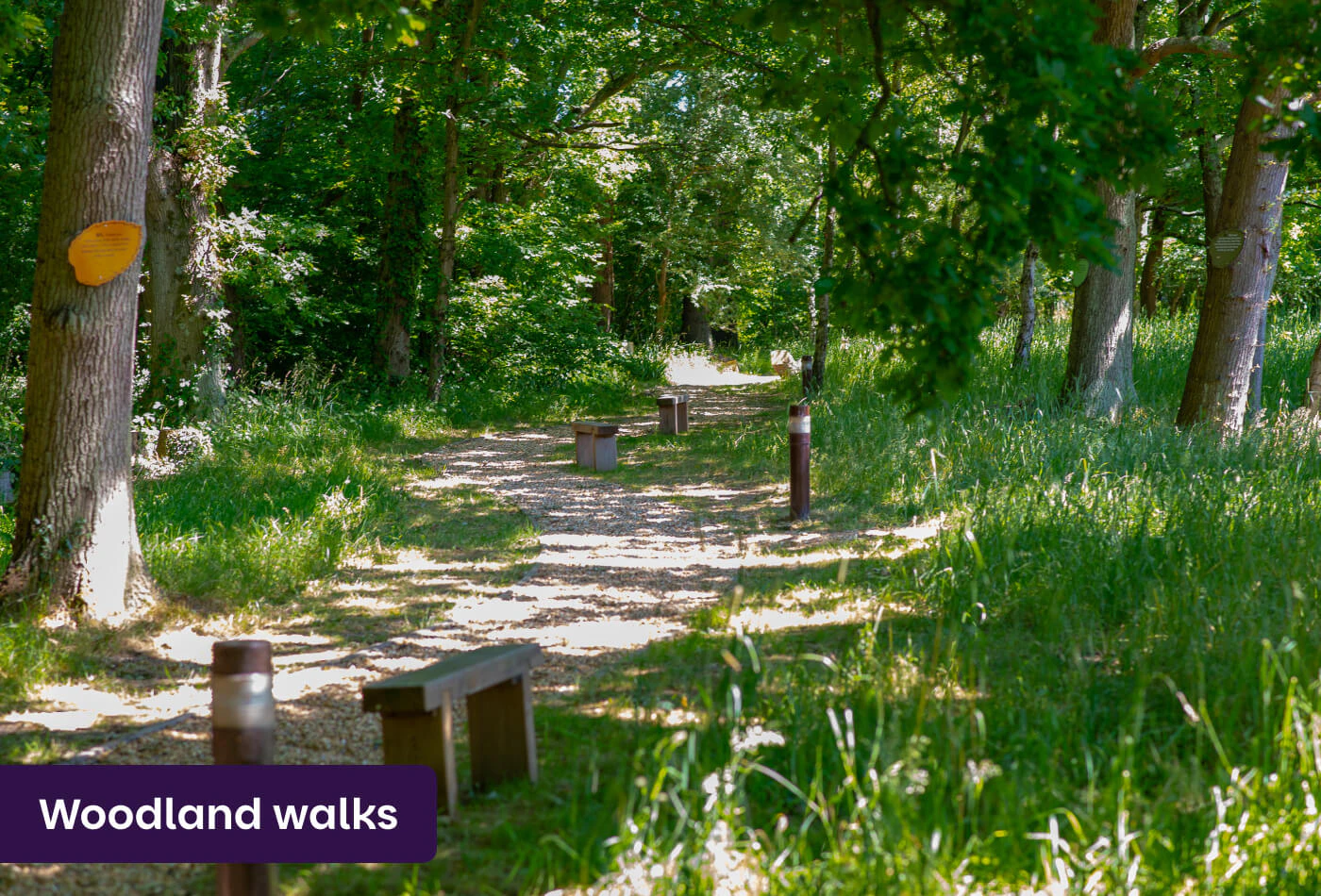 Woodland walks near Lodge at Solent